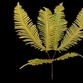 Nutritious Yellow Edible Fern Leaves for Cooking and Healthy Dishes