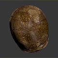 Brown Textured Reptile Turtle Shell Open Displaying Natural Patterns And Inner Surface 3d model