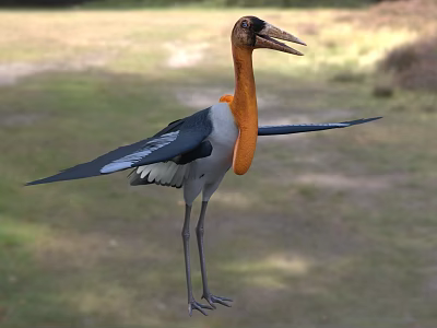 Flying Animal Large Bird With Orange Neck Black Wings White Body Long Beak In Grassland 3d model