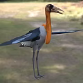 Flying Animal Large Bird With Orange Neck Black Wings White Body Long Beak In Grassland