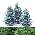 modern tree spruce big tree landscape tree 3d model