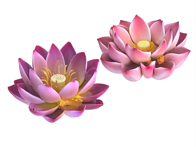 Vibrant Purple And Pink Lotus Flowers With Delicate Petals And Yellow Stamens 3d model