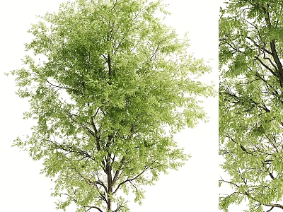 Elegant Vintage Clock Standing Beside Lush Green Tree in Natural Outdoor Scene 3d model