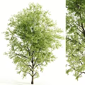 Elegant Vintage Clock Standing Beside Lush Green Tree in Natural Outdoor Scene