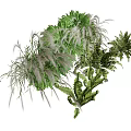 Lush Hanging Basket Plants With Various Green Foliage For Home Decoration