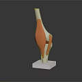 Leg Muscle Bone Anatomical Model With White Bones Orange Muscles White Square Base Dark Background