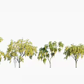 Multiple Trees With Lush Foliage Arranged In A Row And Different Growth Forms 3d model