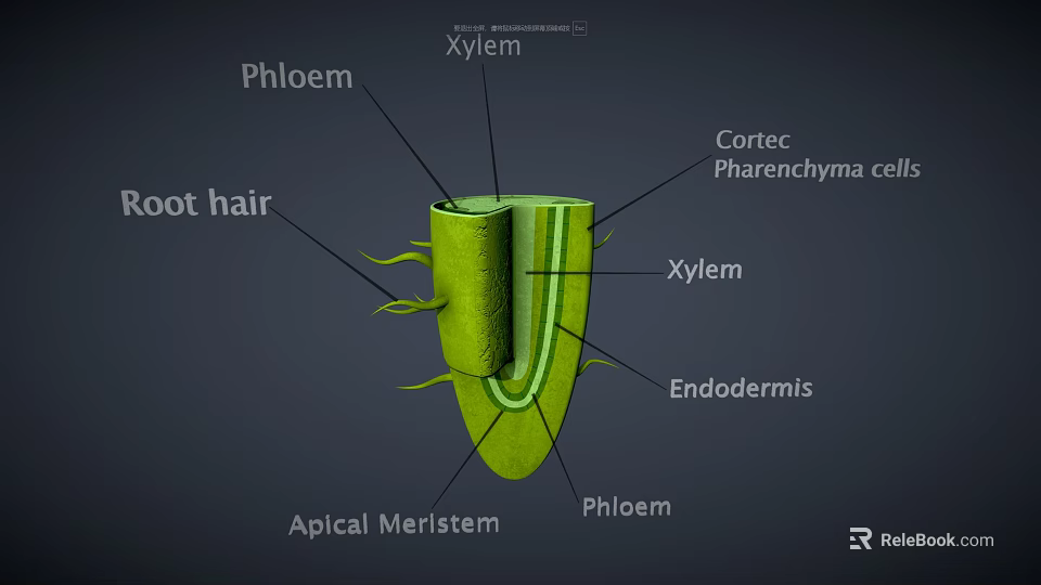 Plant Root Structure Diagram Showing Root Hair Phloem Xylem Cortex And Endodermis 3d model 
