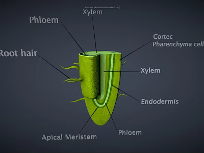 Plant Root Structure Diagram Showing Root Hair Phloem Xylem Cortex And Endodermis 3d model