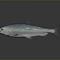 Salmon Fish Displayed With Spotted Silver Body On Dark Reflective Background 3d model