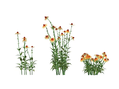 Orange and Yellow Daisy Shaped Flowers with Green Stems and Leaves in Natural Growth 3d model