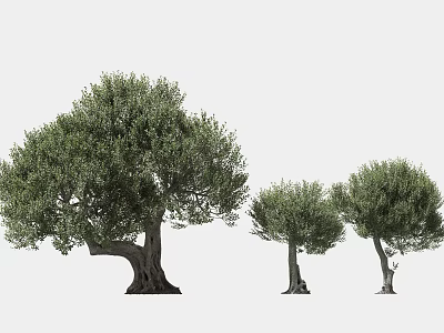Three Olive Trees In Various Sizes With Lush Foliage And Strong Trunks 3d model
