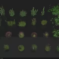 Variety of Aquatic Plants Featuring Different Green and Pink Foliage Types