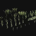 Green Grass and Plants with Various Shapes in Natural Growth on Black Background