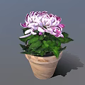 Purple And White Chrysanthemum With Green Leaves In Terracotta Pot