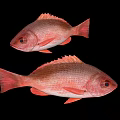 Two Vibrant Red Aquatic Fish With Distinct Fins And Shiny Scales