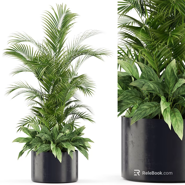 Indoor Potted Plants with Lush Palm Leaves and Broad Green Foliage in Stylish Black Planters 3d model 