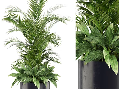 Indoor Potted Plants with Lush Palm Leaves and Broad Green Foliage in Stylish Black Planters 3d model