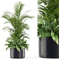 Indoor Potted Plants with Lush Palm Leaves and Broad Green Foliage in Stylish Black Planters