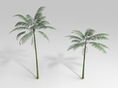 Two Green Leafy Shrubs With Slender Trunks And Fresh Foliage On White Background 3d model