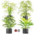 Various Decorative Potted Green Plants With Different Leaf Shapes In Black Garden Pots