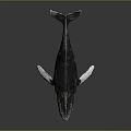 Detailed Whale Model With Dark Body And White Fins On Black Background