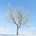 Bare Branch Arbor Tree With Snow Covered Limbs Against Blue Sky And White Clouds