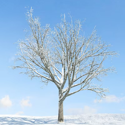 Bare Branch Arbor Tree With Snow Covered Limbs Against Blue Sky And White Clouds 3d model