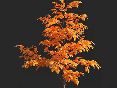 Tall Lush Tree With Vibrant Orange Autumn Leaves Against Dark Black Background 3d model