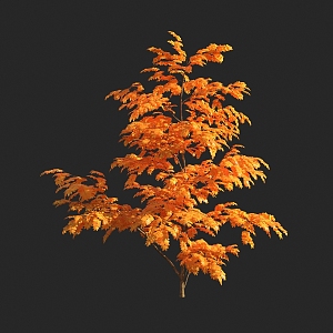 autumn tree yellow leaf plant 3d model