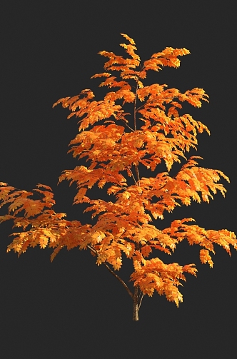 autumn tree yellow leaf plant 3d model