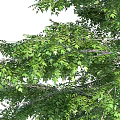 Two Arbor Trees With Circular Flower Beds At Base And People One Sitting One Standing