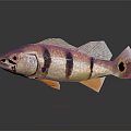 Colorful Fish With Purple Pink Black Stripes Orange Fins Large Eyes On Dark Background Reflection