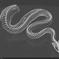 Reptile Snake Skeleton White Anatomical Model Displaying Detailed Bone Structure On Gray Background 3d model