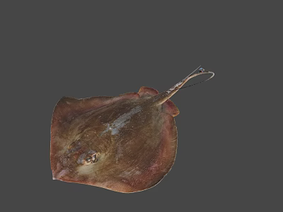 Brown Flat Body Stingray Game Movie Character With Long Tail And Gray Background 3d model