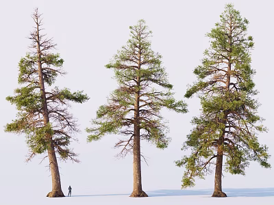 Tall Trees with Different Foliage Growth and a Small Human Figure for Scale 3d model