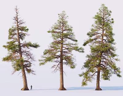 Tall Trees with Different Foliage Growth and a Small Human Figure for Scale 3d model