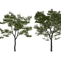 Two Arbor Trees with Lush Green Leaves and Straight Gray Trunks in White Setting