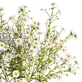 Elegant Decorative Ornament Set with Fresh White Daisies in Silver Striped Vase