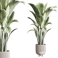 Potted Bonsai Plants With Green And White Variegated Leaves In Gray Textured Pots