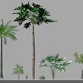Various Green Shrubs and Palms with Different Foliage in Garden
