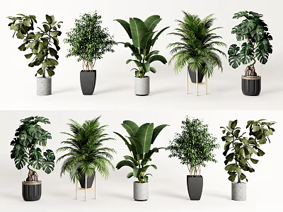 Various Decorative Bonsai Potted Plants With Different Leaf Shapes And Pot Designs 3d model