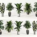 Various Decorative Bonsai Potted Plants With Different Leaf Shapes And Pot Designs