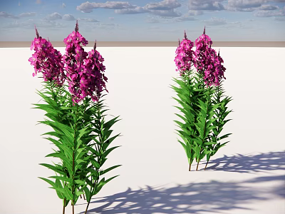 Vibrant Purple Flowers With Green Leaves On White Ground Against Blue Sky And White Clouds 3d model