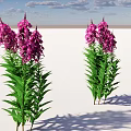 Vibrant Purple Flowers With Green Leaves On White Ground Against Blue Sky And White Clouds
