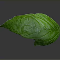 Vibrant fresh green leaf with clear visible veins on gray background
