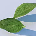 Fresh Green Leaves With Visible Veins On Light Blue Background And Shadows
