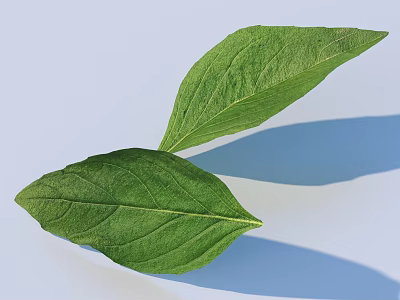 Fresh Green Leaves With Visible Veins On Light Blue Background And Shadows 3d model