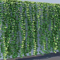 Lush Green Vines Covering Wall With Dense Foliage And Decorative Hanging Tendrils