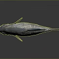Silver Fish with Blue Fins and Tail Shiny Scales on Dark Background and Reflection